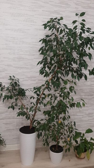 Комнатные декоративные цветы