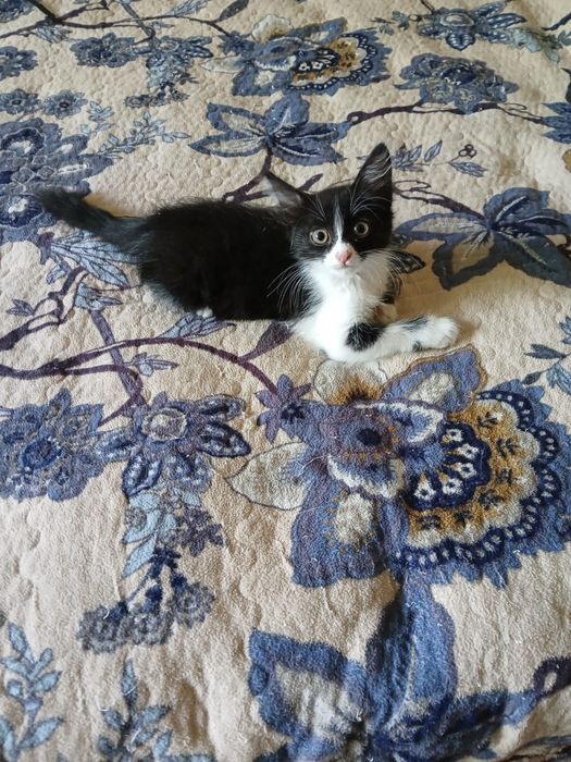 Котёнок в хорошие руки