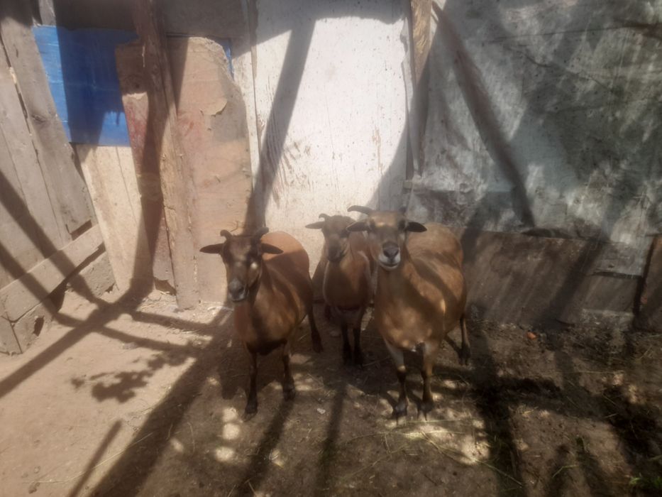 Vand oi camerun  sunt din techirghiol