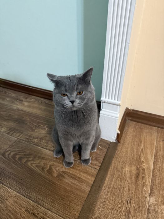 Британец ищет кошечку для вязки