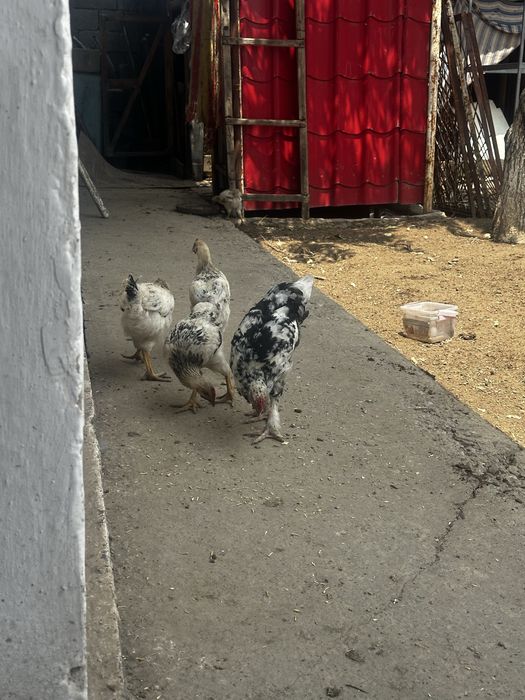 Продам куры пароды брама