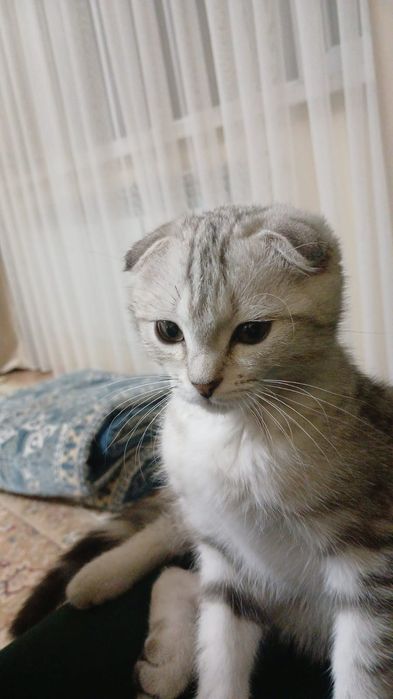 Вислоухий шотландский котенок