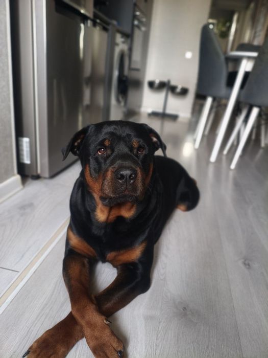 Вязка кобель Ротвейлер.