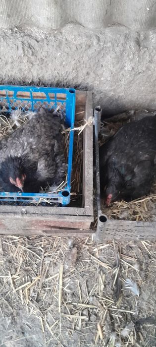 Квочки продам крупные