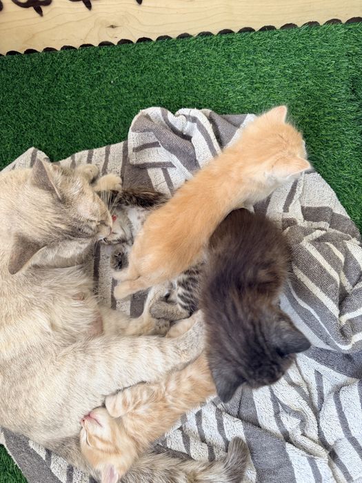 Отдам котят в добрые руки