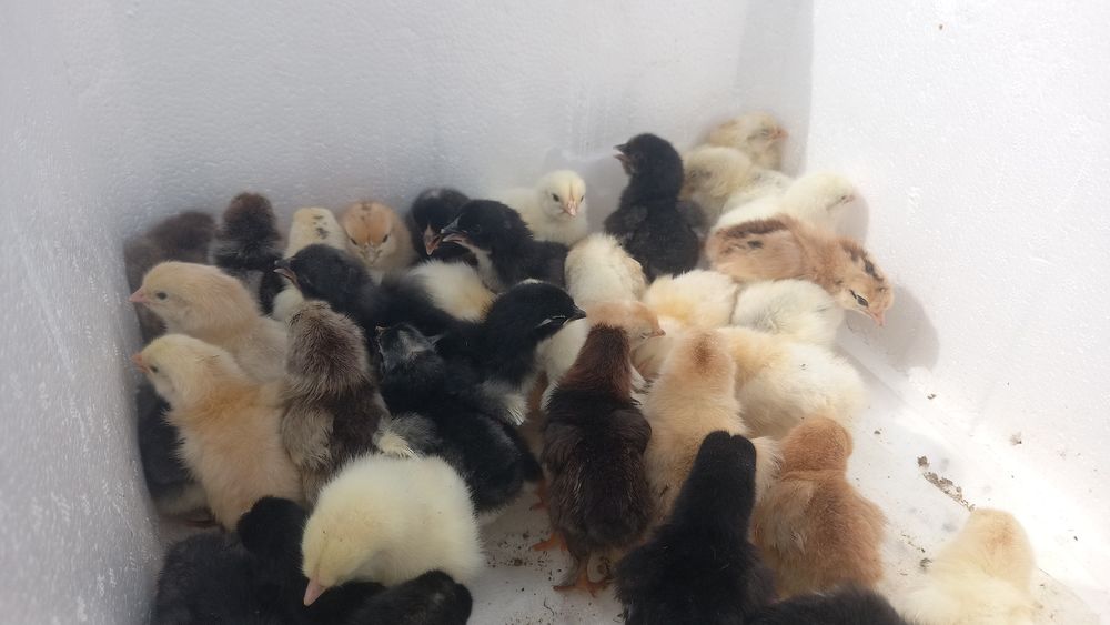 Балапандар сатылады