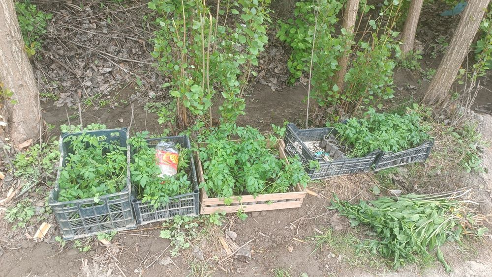 Помидор кучатлари