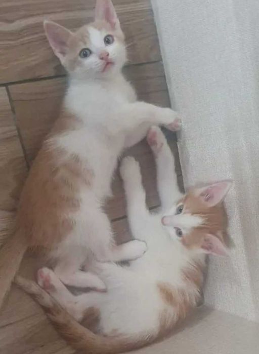 Отдам в добрые руки котят