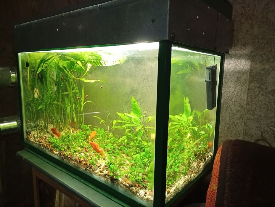 Аквариум с растениями дёшево
