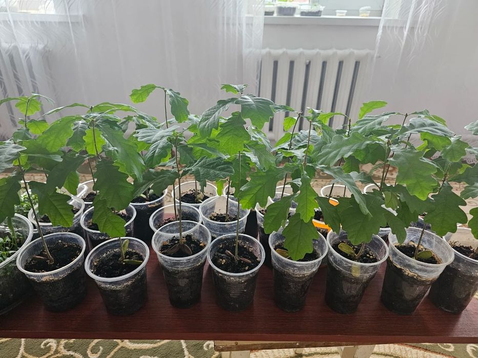 Саженцы дуба темп