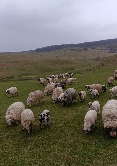 Vând miei buni in carne, pentru sărbătorile Pascale