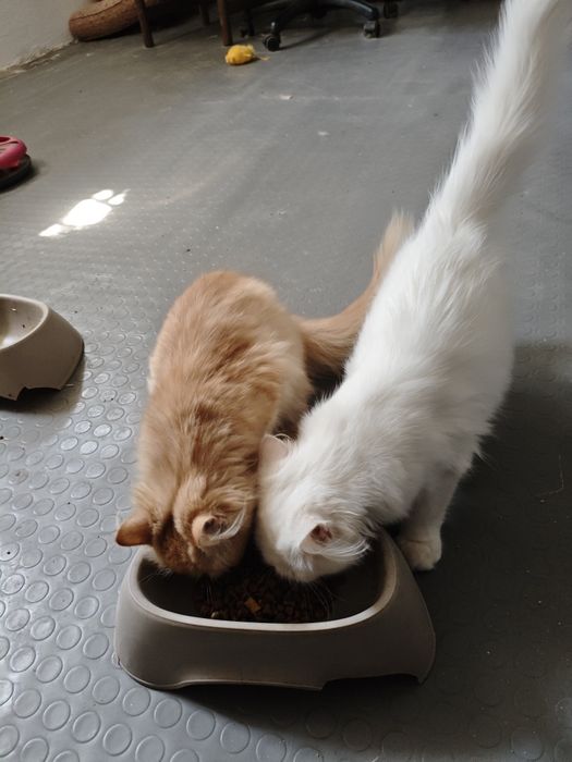 Персийски котенца
