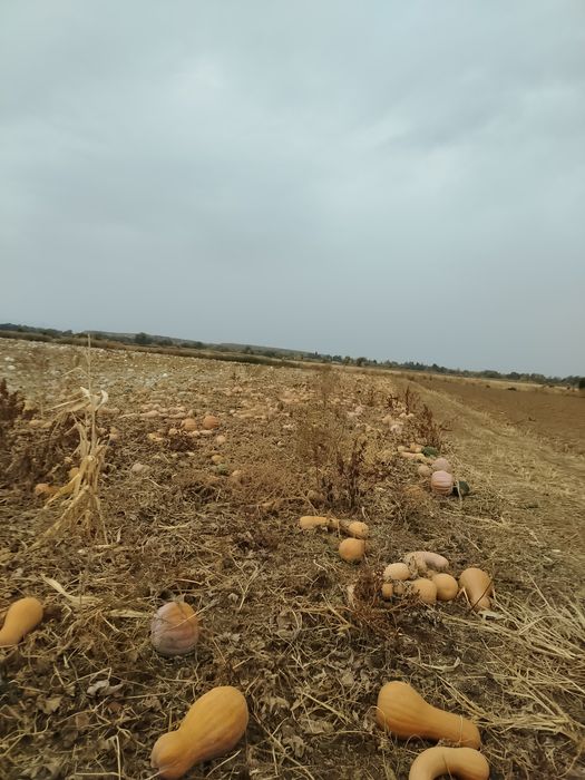 Продавам тикви ,реколта 2026