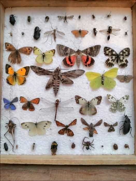 Insectar deosebit - insecte rare/Pt. Școală/Universit