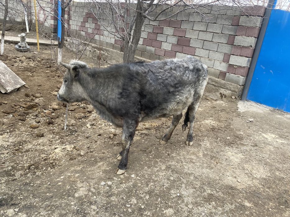 Екінші тума қашар, буаз