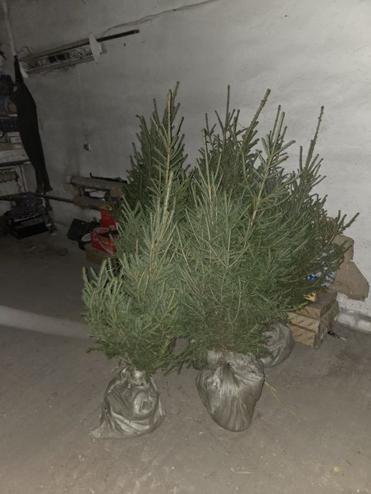 Продам ель сибирскую