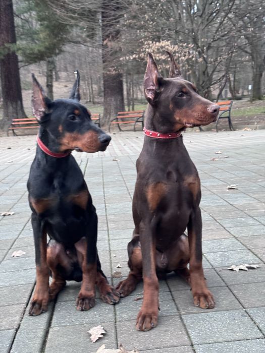 Cățeluș Doberman în vârstă de 6 luni cu pedigree