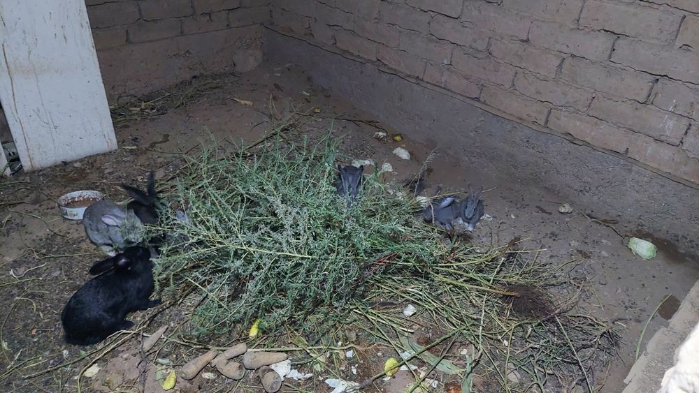 Продаются кролики