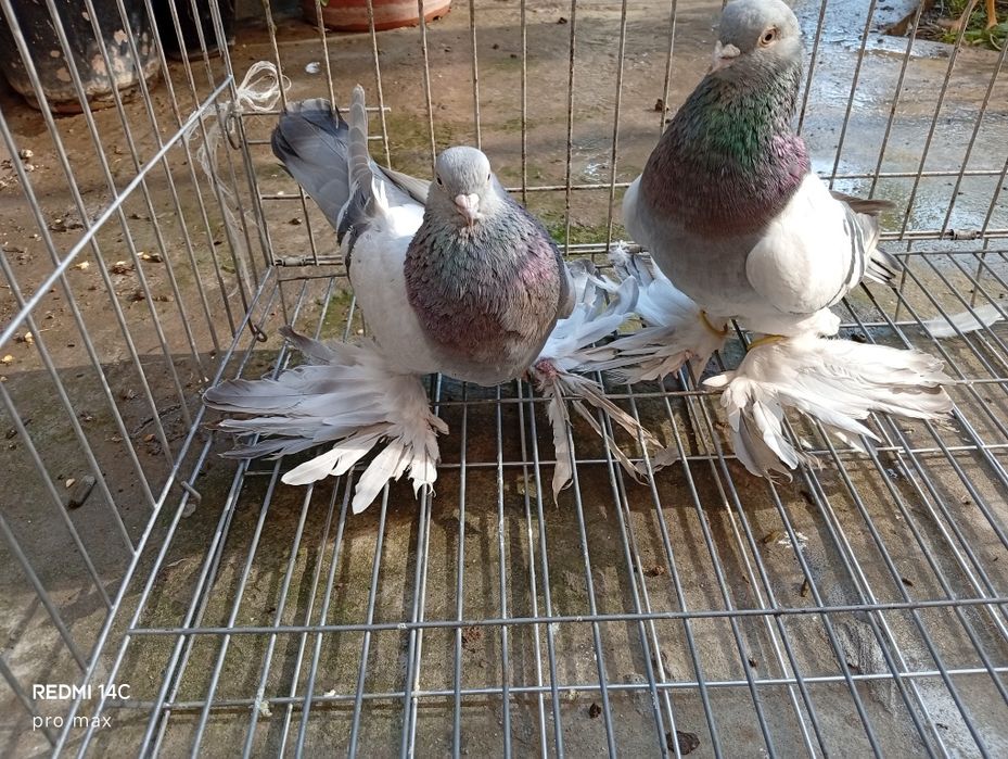 Голуби. Телеграмдан ёзин