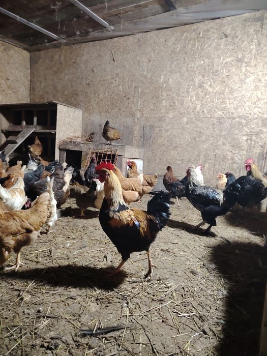 Продаются домашние петухи