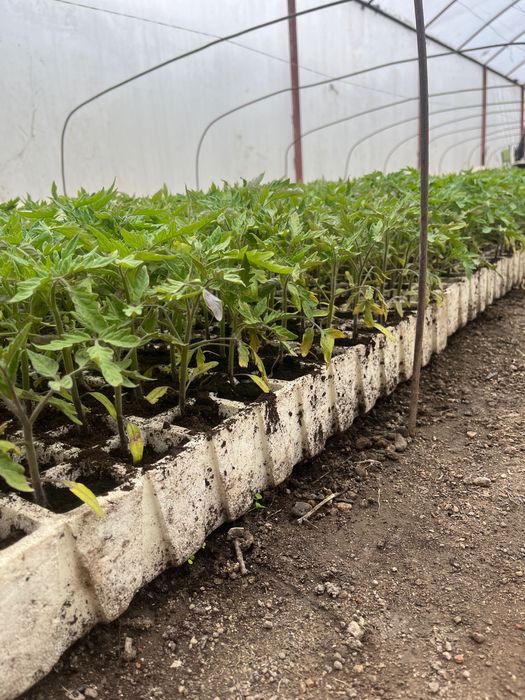 Разсад домати розова магия