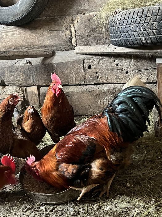 Жас Әтештер сатылады