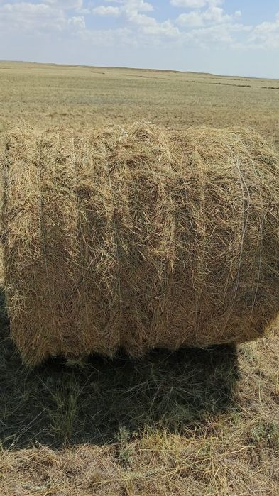 Продам сену в рулонах