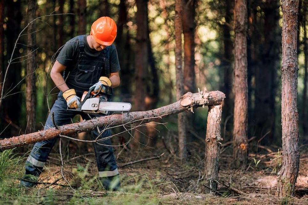 Спил деревьев обрезка ағаш кесеміз