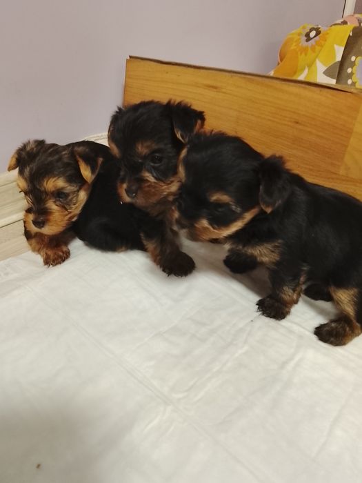 Продавам две мини йоркита,момиче и момче.