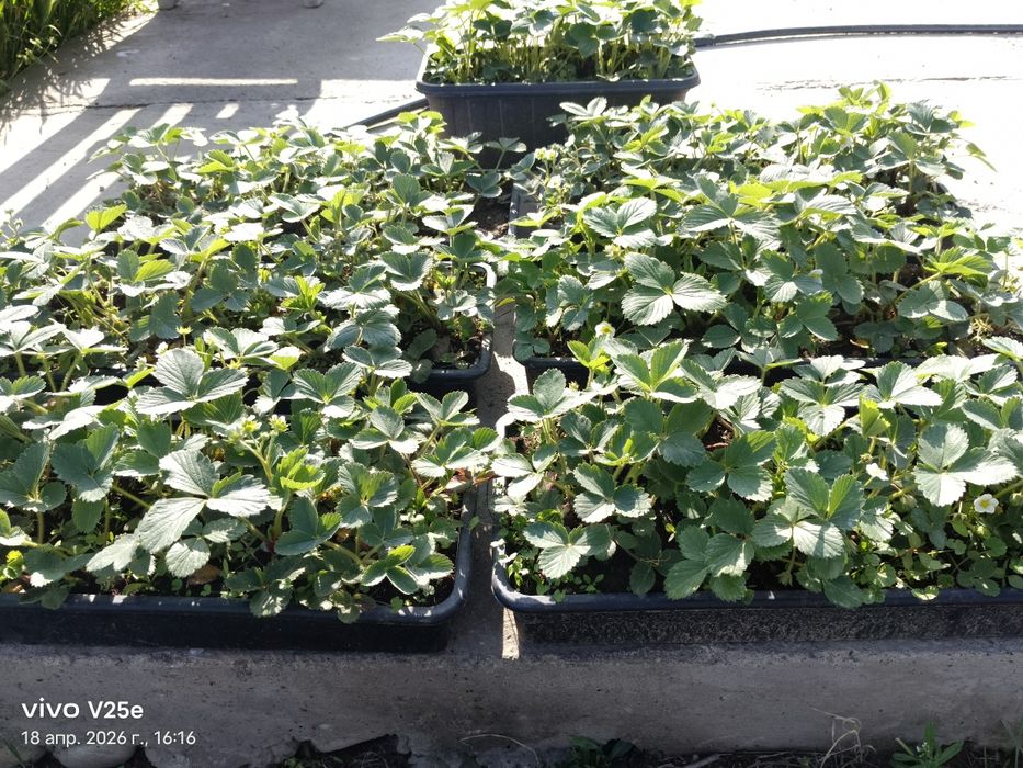 Клубника рассада