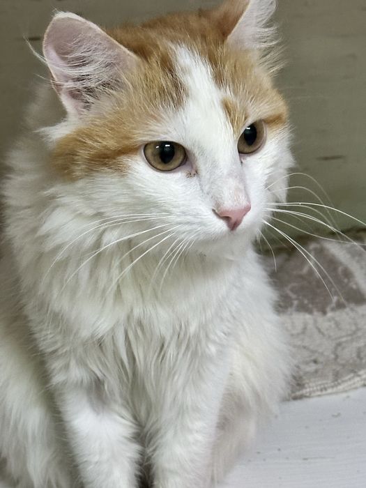 Котик Ажур ждет хозяина