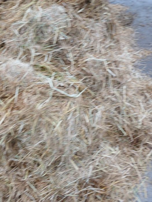 Tekinga sholi samon bervoriladi