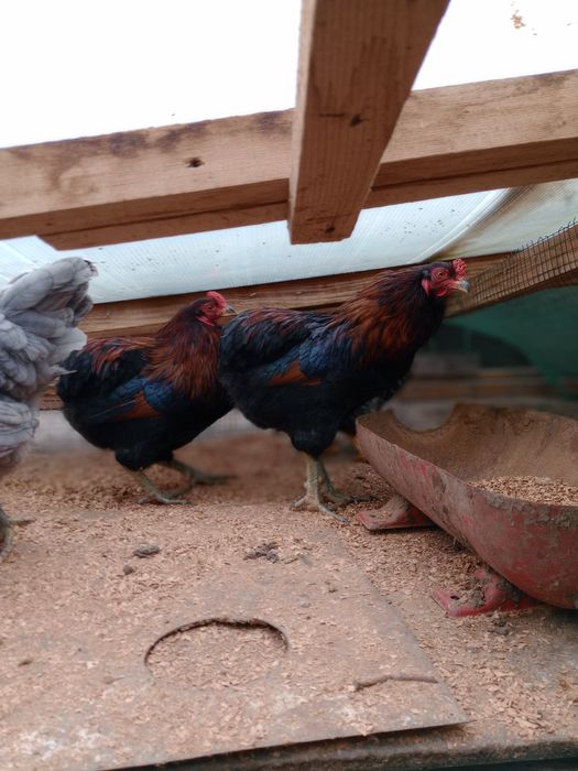 Vând cocoși diferite rase