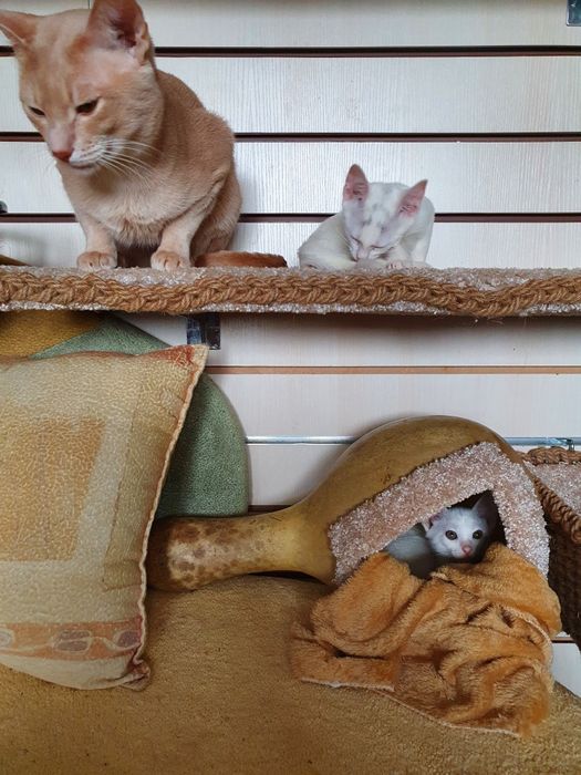 Белые чаузята впервые в Алматы