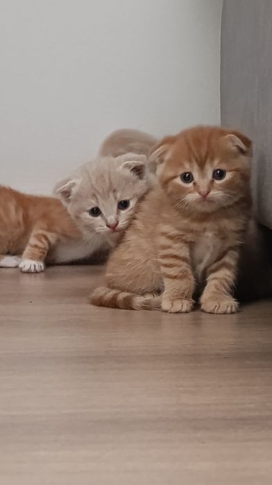 Породистые котята