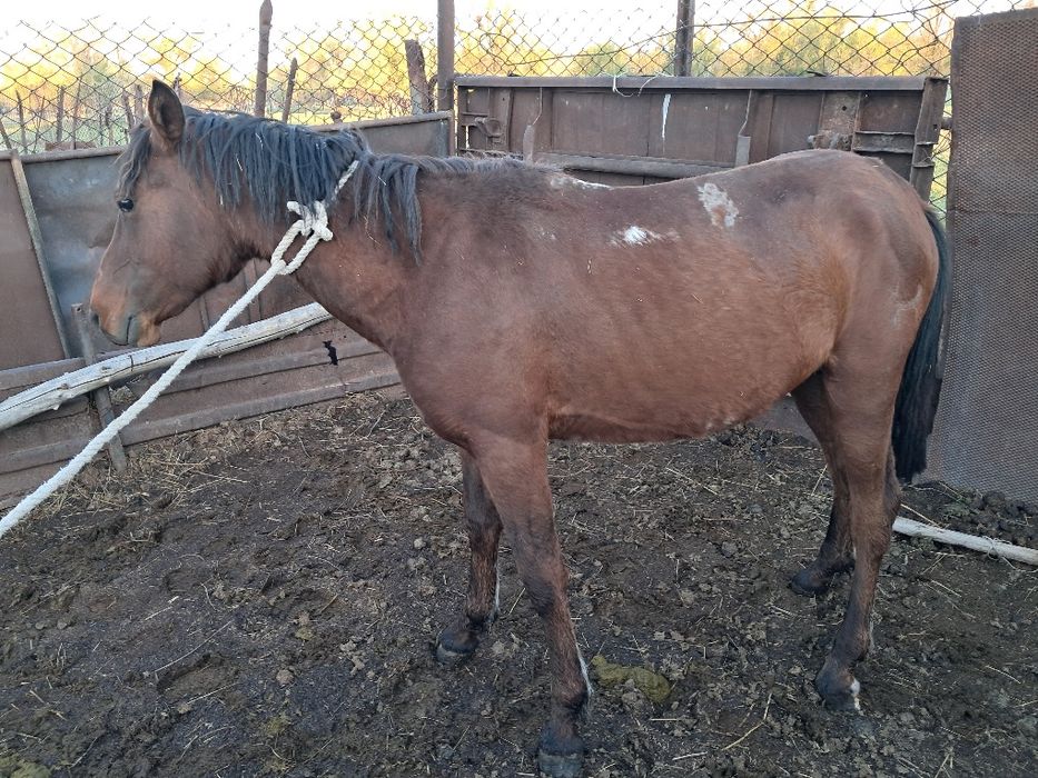 Дөнен, еркек, міңгі.