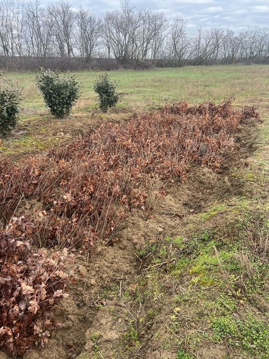 Vand puieti de pepiniera