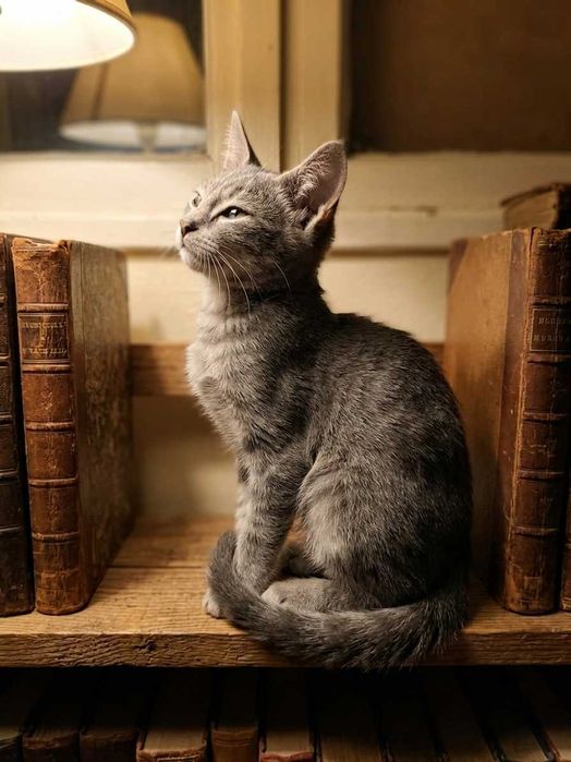 Котята бесплатно