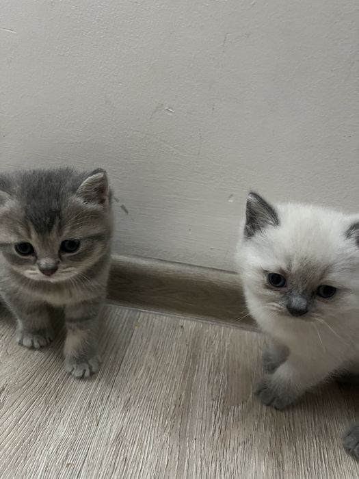 Британские котята