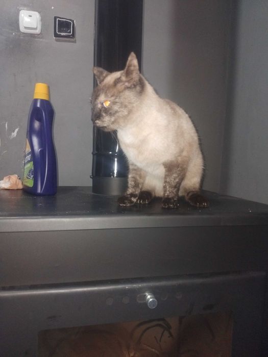 Сиамска котка . Чистокръвна