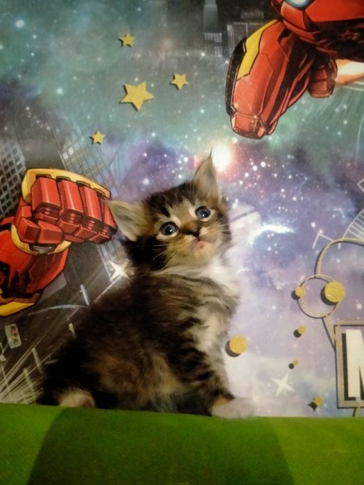 Пр.котят Мей Кун 1 мес.мальчик и девочка