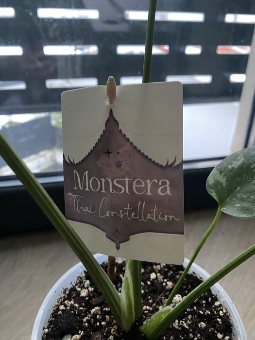 Planta de interior Monstera  Thai Constellation