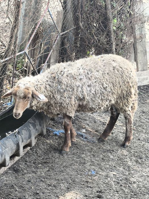 Disponibili 23 de berbecuți