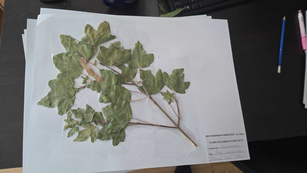 Хербарий за ЛТУ 100 бр.