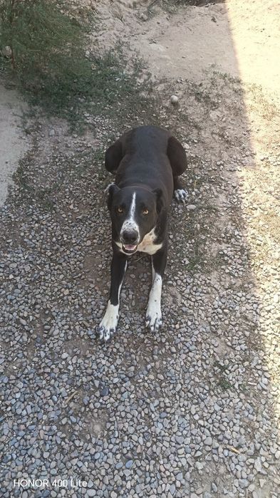 Kuchuk alabay 1, 5yosh