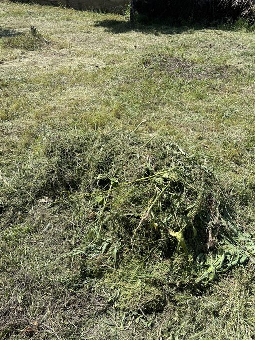 Құрғақ, жаңа орылған шөп, жоңышқа сатылады