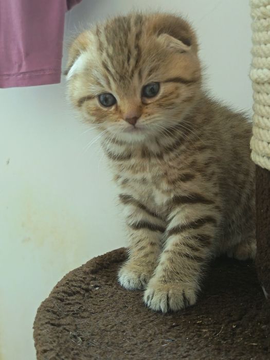 Fold  mushukcha sotiladi