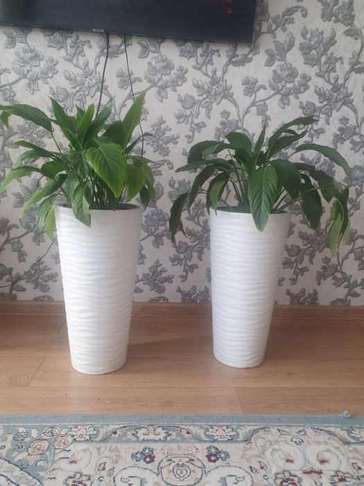 Свитй  домашнй,,,