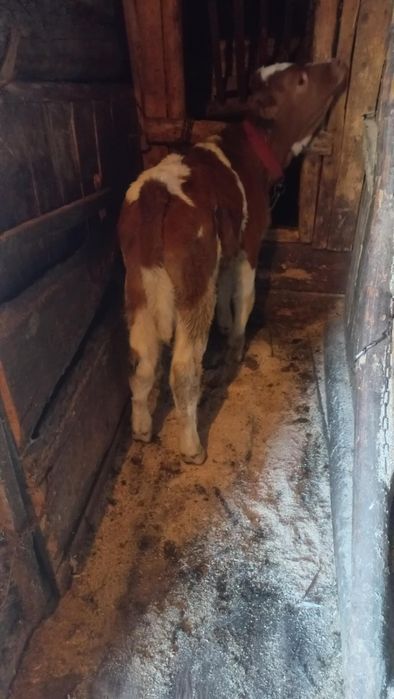 Vând vițel înțărcat