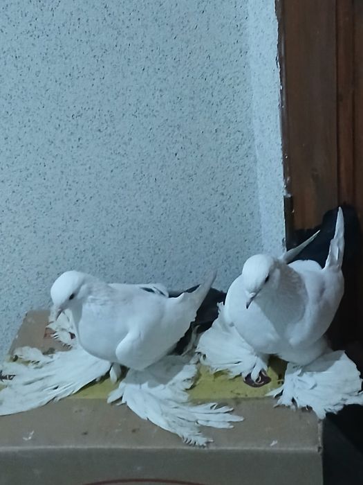 Продам голубей , с боем с летом